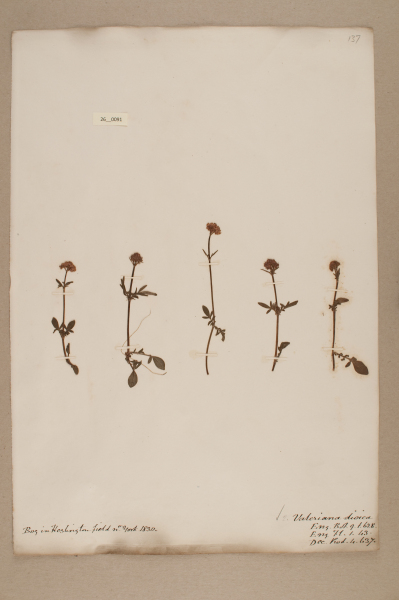 NHM_HH_26.91-2010 image NHM_HH_26.91-2010