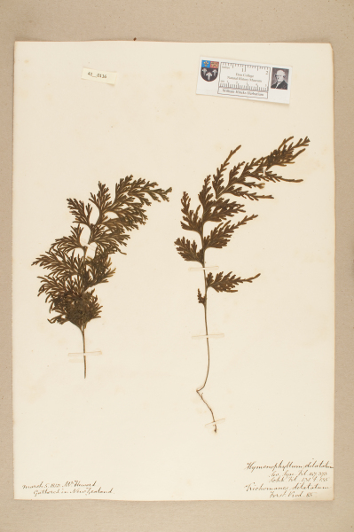 NHM_HH_41.116-2010 image NHM_HH_41.116-2010