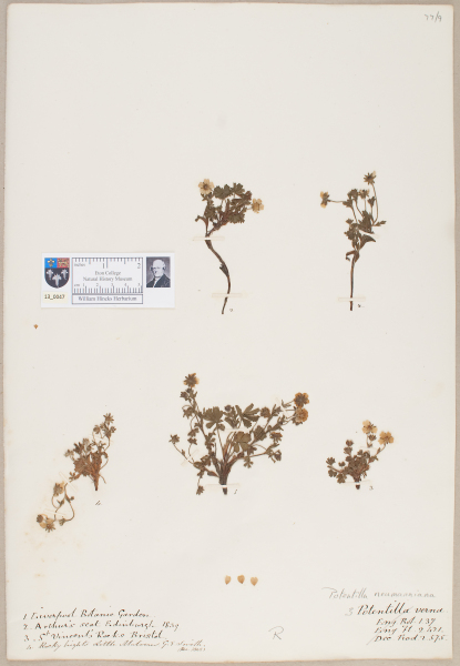 NHM_HH_13.47-2010 image NHM_HH_13.47-2010