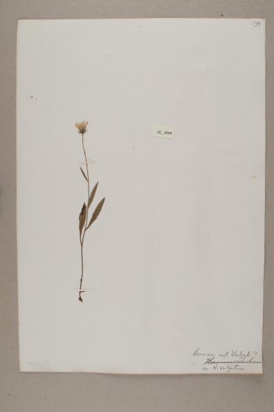 NHM_HH_28.64-2010 image NHM_HH_28.64-2010