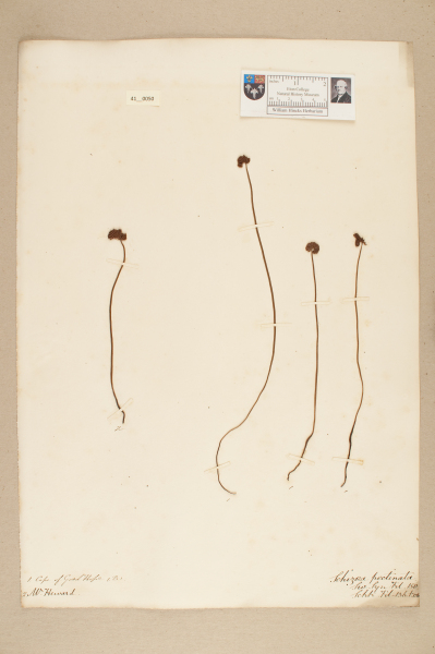 NHM_HH_41.50-2010 image NHM_HH_41.50-2010