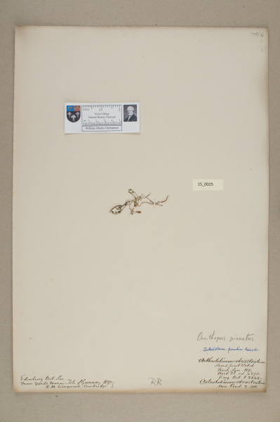 NHM_HH_15.25-2010 image NHM_HH_15.25-2010