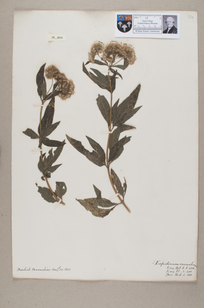 NHM_HH_29.73-2010 image NHM_HH_29.73-2010