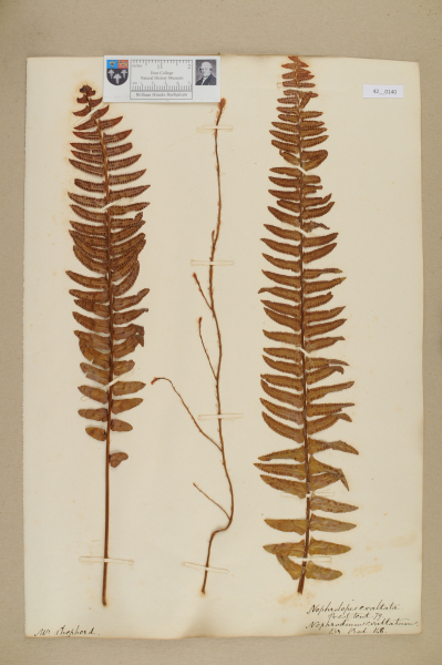 NHM_HH_42.140-2010 image NHM_HH_42.140-2010