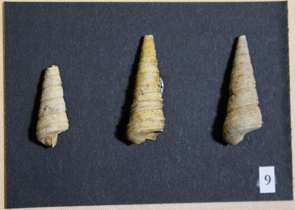 NHM-FT.9__-2016 image NHM-FT.9__-2016