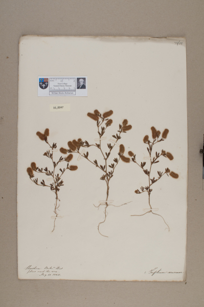 NHM_HH_16.47-2010 image NHM_HH_16.47-2010