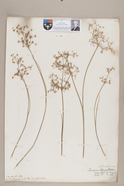 NHM_HH_31.24-2010 image NHM_HH_31.24-2010