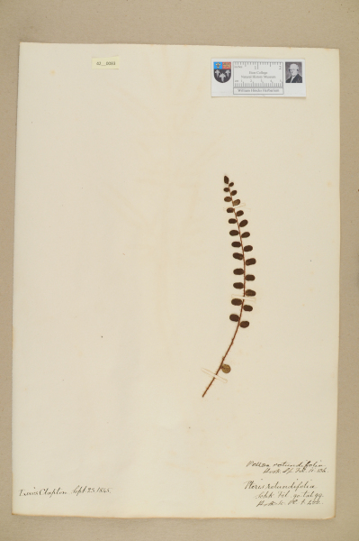 NHM_HH_42.83-2010 image NHM_HH_42.83-2010