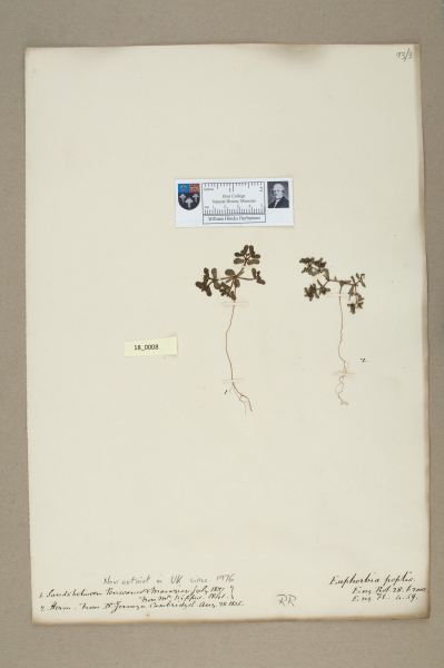 NHM_HH_18.8-2010 image NHM_HH_18.8-2010