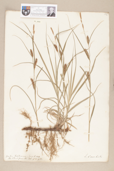 NHM_HH_33.39-2010 image NHM_HH_33.39-2010