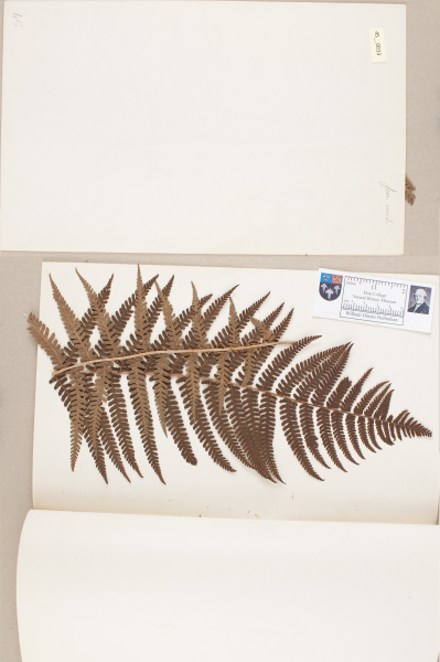 NHM_HH_45.13-2010 image NHM_HH_45.13-2010