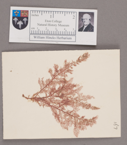 NHM_HH_1.167-2010 image NHM_HH_1.167-2010