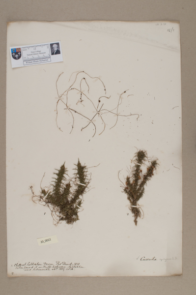 NHM_HH_20.22-2010 image NHM_HH_20.22-2010