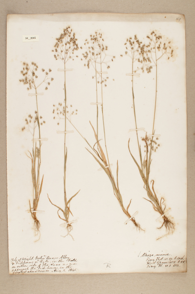 NHM_HH_34.45-2010 image NHM_HH_34.45-2010