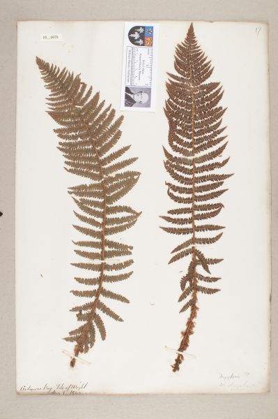 NHM_HH_5.79-2010 image NHM_HH_5.79-2010