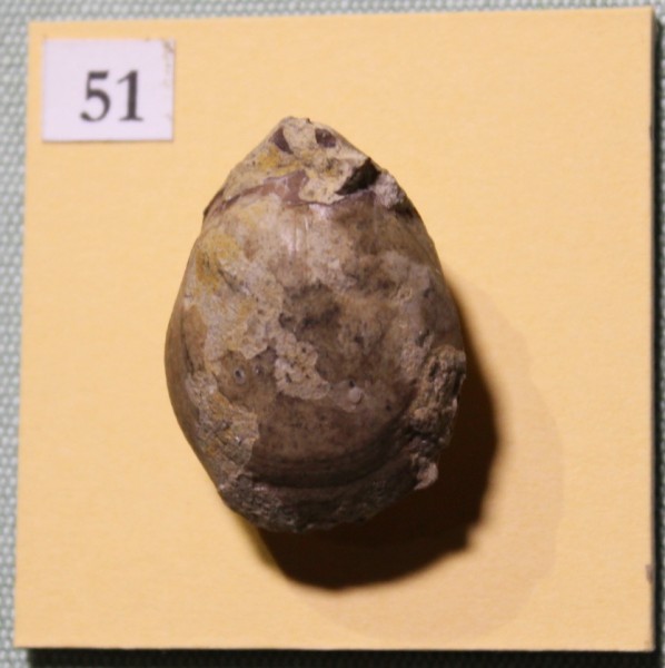 NHM.512-2017 image NHM.512-2017