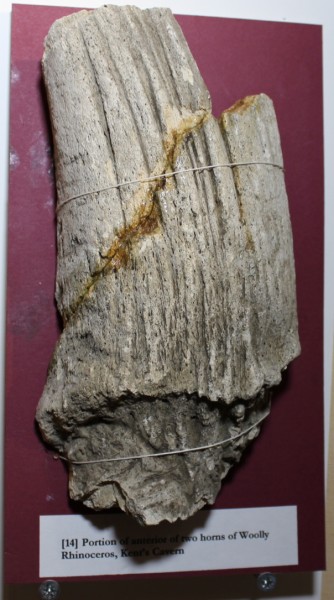 NHM.185-2016 image NHM.185-2016