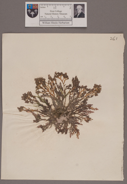 NHM_HH_1.261-2010 image NHM_HH_1.261-2010