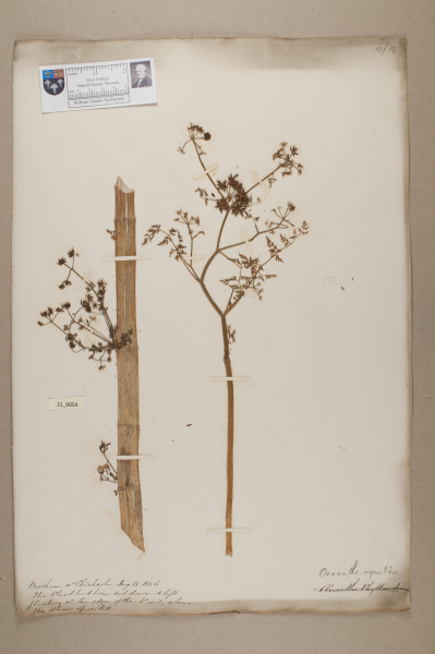 NHM_HH_21.54-2010 image NHM_HH_21.54-2010