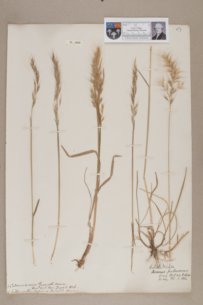 NHM_HH_35.5-2010 image NHM_HH_35.5-2010