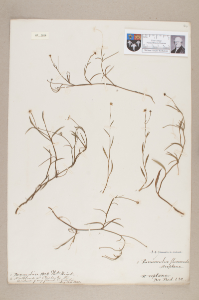 NHM_HH_7.54-2010 image NHM_HH_7.54-2010