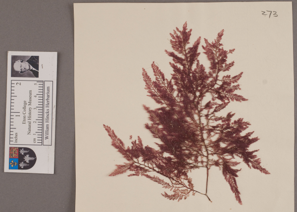 NHM_HH_1.273-2010 image NHM_HH_1.273-2010