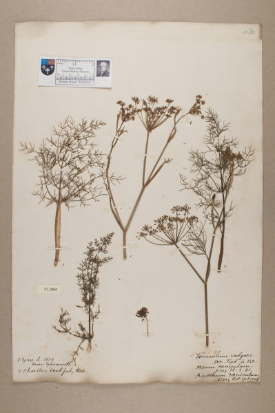 NHM_HH_21.64-2010 image NHM_HH_21.64-2010