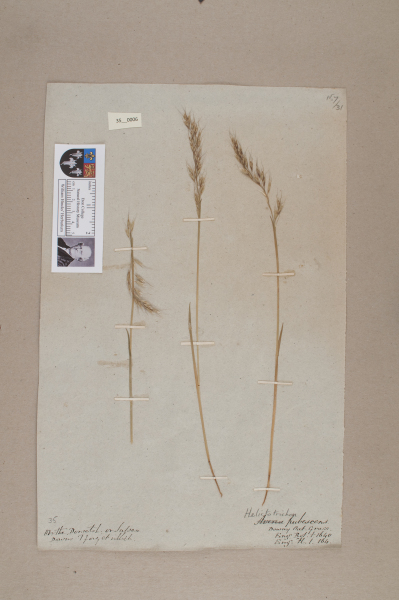 NHM_HH_35.6-2010 image NHM_HH_35.6-2010