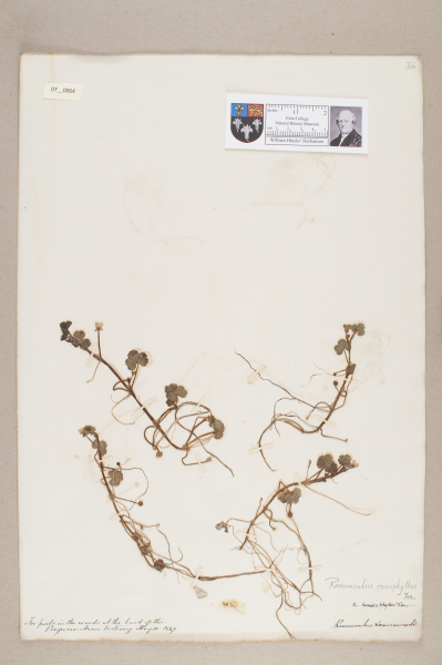 NHM_HH_7.64-2010 image NHM_HH_7.64-2010