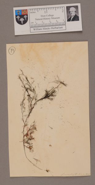 NHM_HH_1.79-2010 image NHM_HH_1.79-2010