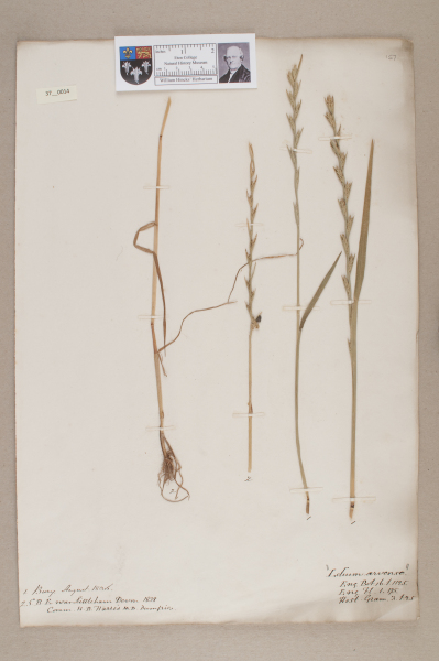 NHM_HH_37.14-2010 image NHM_HH_37.14-2010