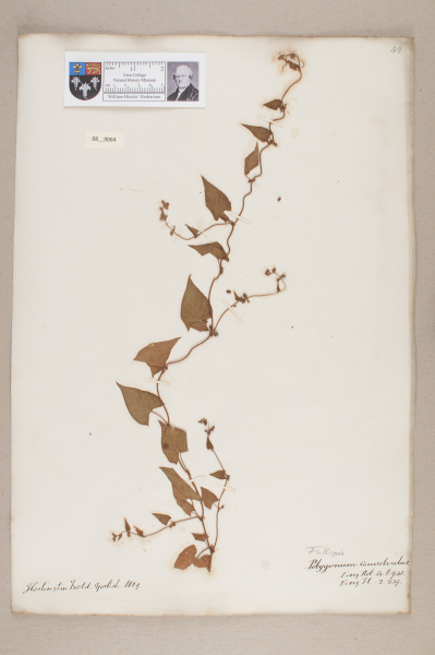 NHM_HH_8.64-2010 image NHM_HH_8.64-2010