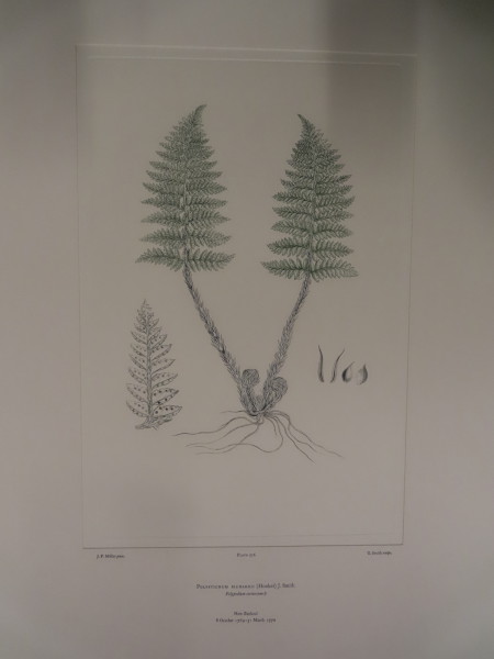 image FDA-E.2916_27_18-2016