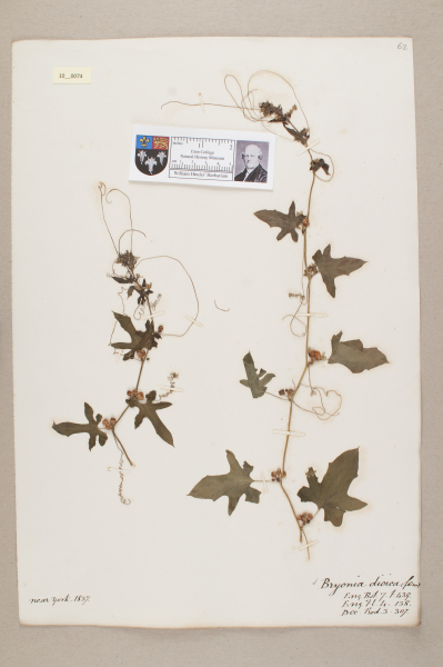 NHM_HH_10.74-2010 image NHM_HH_10.74-2010