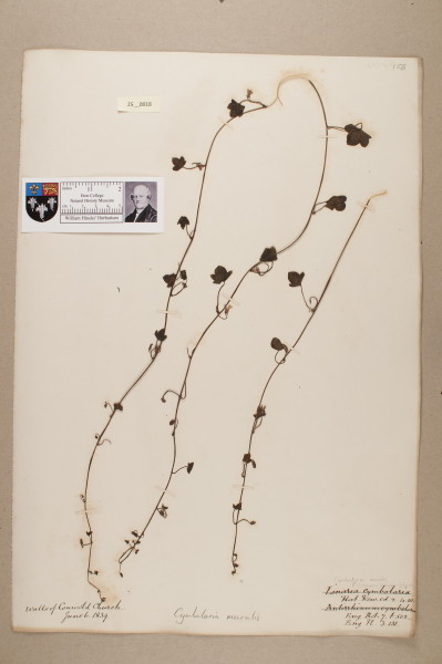 NHM_HH_25.18-2010 image NHM_HH_25.18-2010