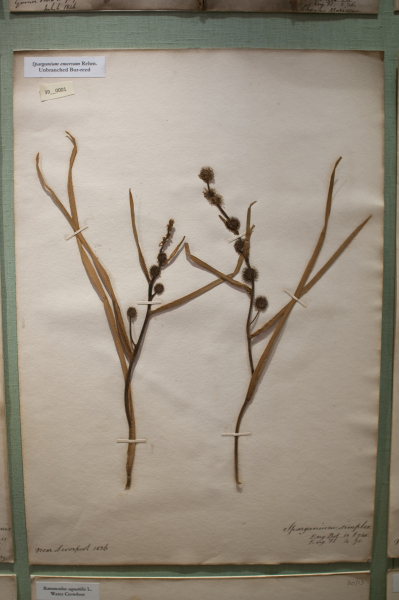 NHM_HH_39.1-2010 image NHM_HH_39.1-2010