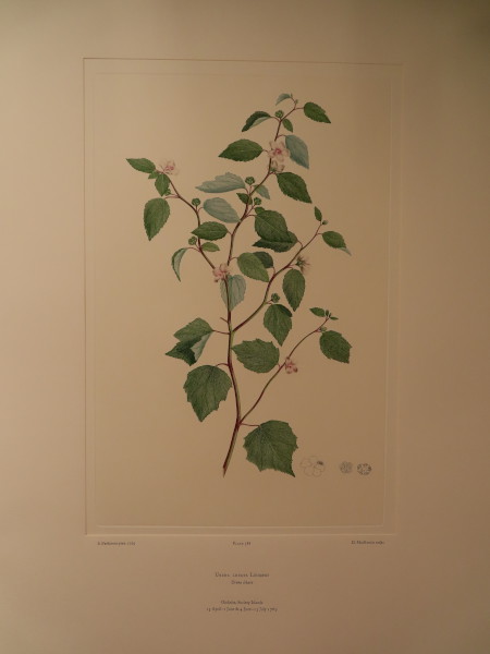 image FDA-E.2916_28_7-2016