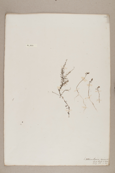 NHM_HH_26.111-2010 image NHM_HH_26.111-2010