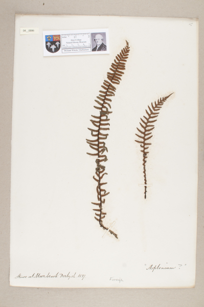 NHM_HH_4.86-2010 image NHM_HH_4.86-2010