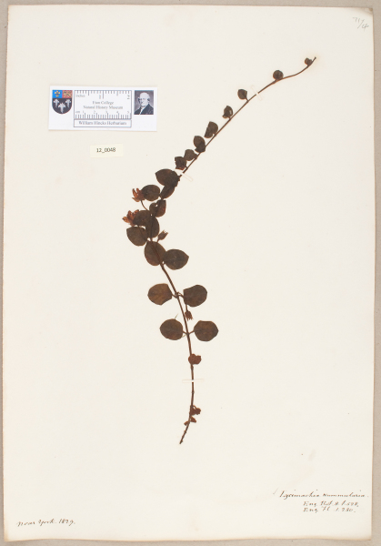 NHM_HH_12.48-2010 image NHM_HH_12.48-2010