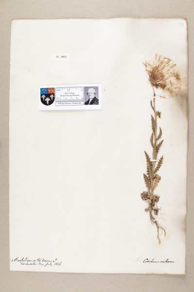 NHM_HH_27.11-2010 image NHM_HH_27.11-2010