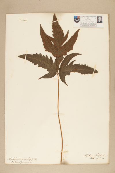 NHM_HH_41.126-2010 image NHM_HH_41.126-2010