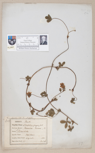 NHM_HH_13.57-2010 image NHM_HH_13.57-2010