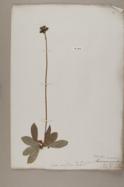 NHM_HH_28.74-2010 image NHM_HH_28.74-2010