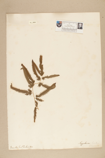 NHM_HH_41.60-2010 image NHM_HH_41.60-2010