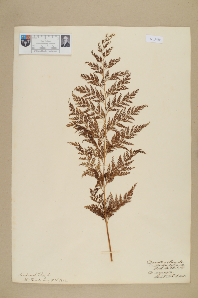 image NHM_HH_42.150-2010