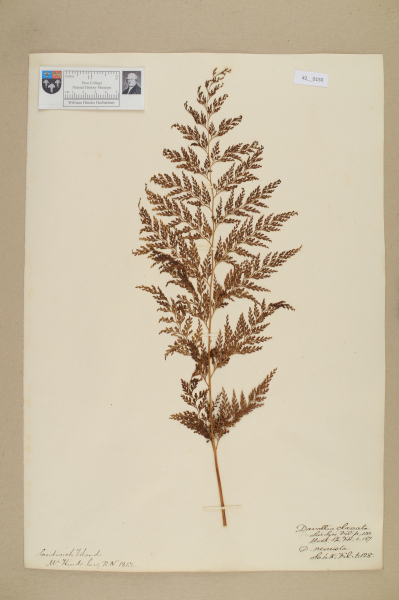 NHM_HH_42.150-2010 image NHM_HH_42.150-2010