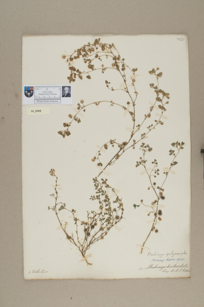 NHM_HH_16.8-2010 image NHM_HH_16.8-2010