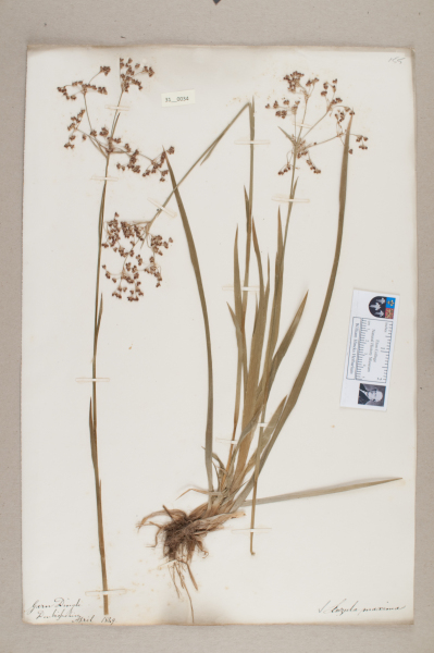 NHM_HH_31.34-2010 image NHM_HH_31.34-2010