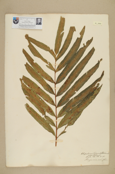 image NHM_HH_42.93-2010